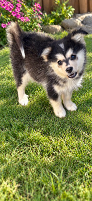 Les chiots de Chien finnois de Laponie