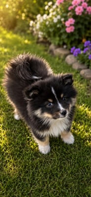 Les chiots de Chien finnois de Laponie