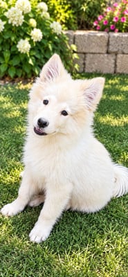 Chiot N°2 - Chien finnois de Laponie