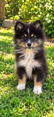 Les chiots de Chien finnois de Laponie
