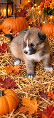 Les chiots de Chien finnois de Laponie