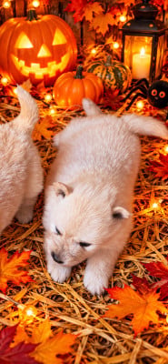 Les chiots de Chien finnois de Laponie