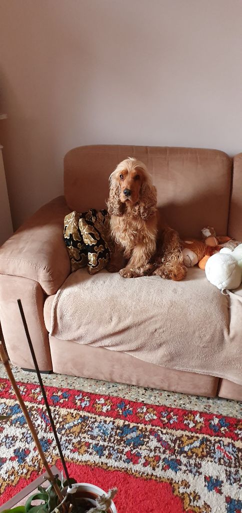 Publication : (Sans Affixe)