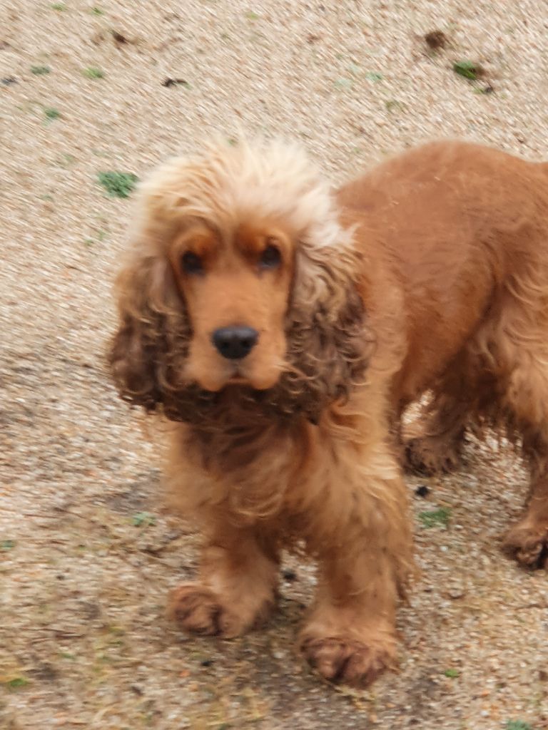 Publication : (Sans Affixe)