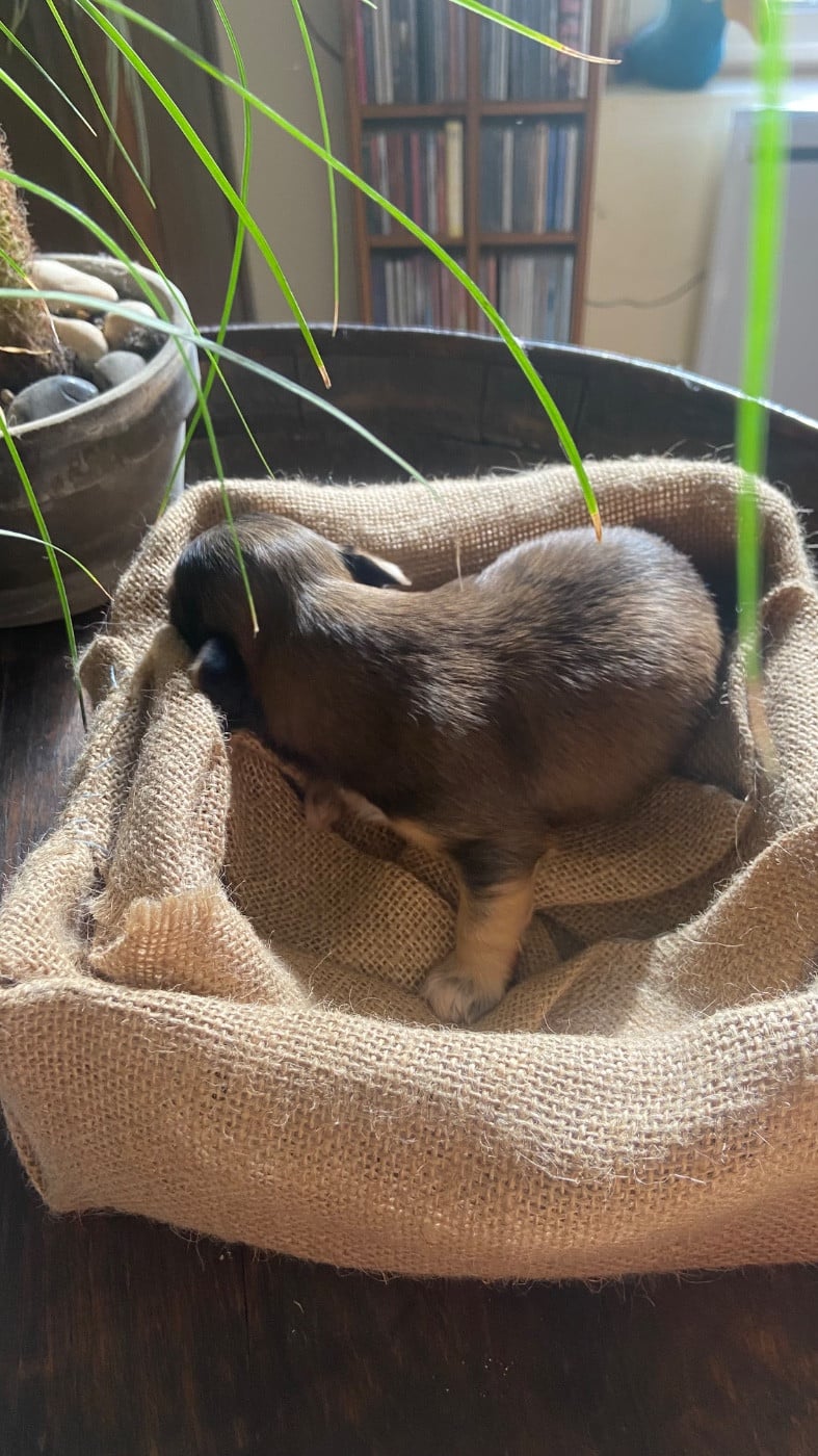 Bambou (provisoire)
