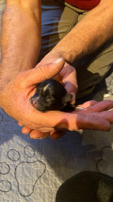 Les chiots de Bichon Havanais