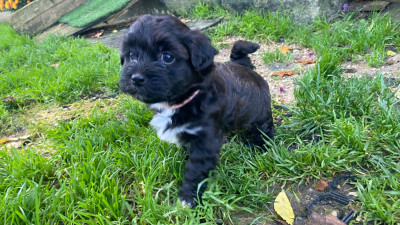 Les chiots de Bichon Havanais