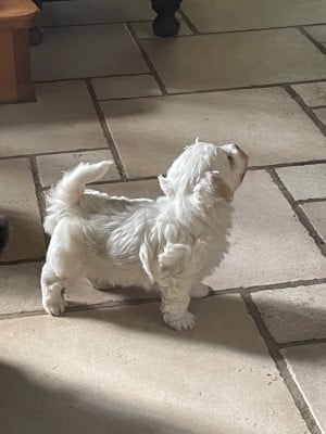 Les chiots de Bichon Havanais