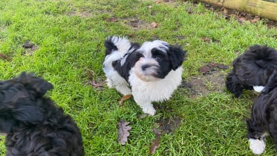 Les chiots de Bichon Havanais