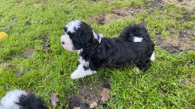 Les chiots de Bichon Havanais