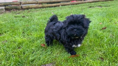 Les chiots de Bichon Havanais