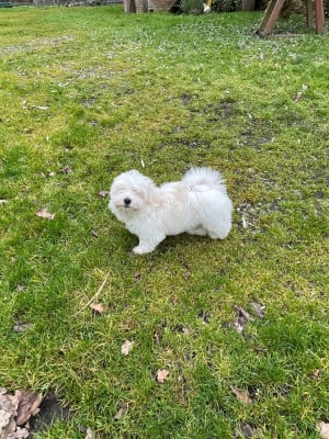 Les chiots de Bichon Havanais