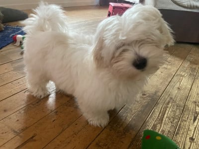Les chiots de Bichon Havanais