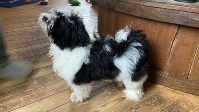 Les chiots de Bichon Havanais