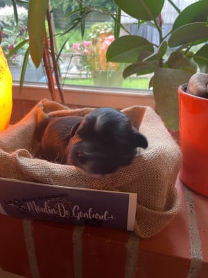 Les chiots de Bichon Havanais