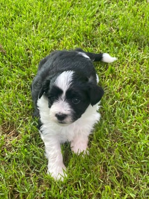 Les chiots de Bichon Havanais