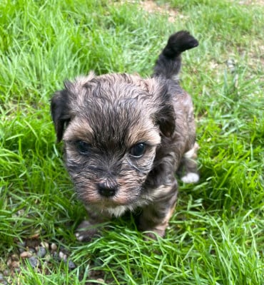Les chiots de Bichon Havanais