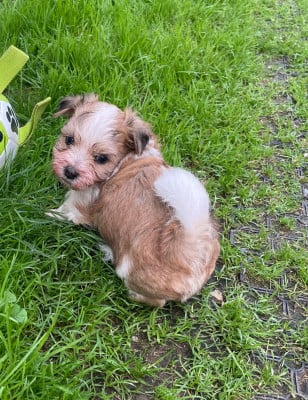 Les chiots de Bichon Havanais