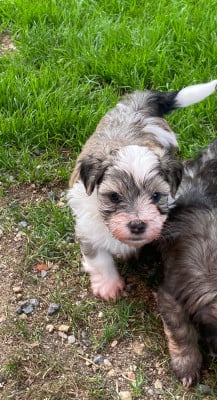 Les chiots de Bichon Havanais