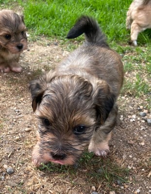 Les chiots de Bichon Havanais