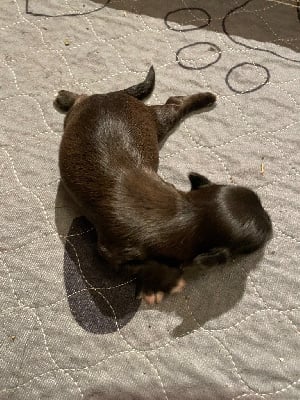 Les chiots de Bichon Havanais