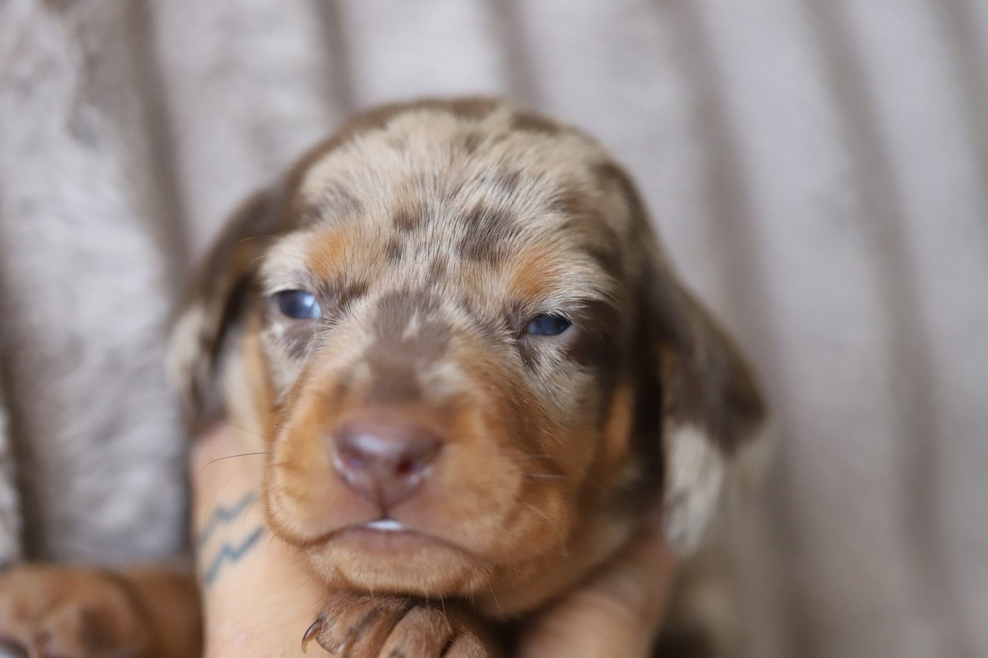 Male bleu - Teckel poil ras