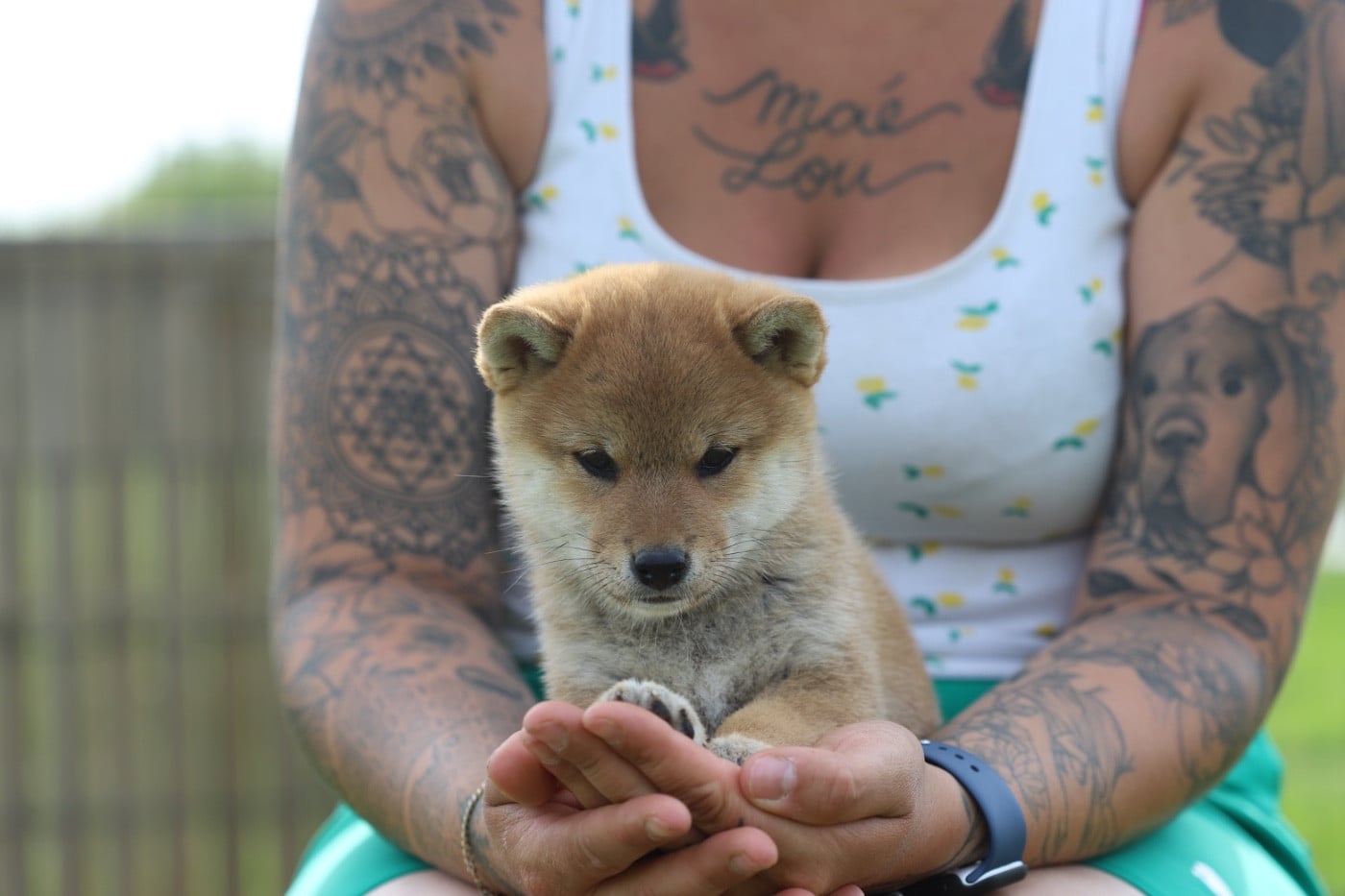 Bei - Shiba