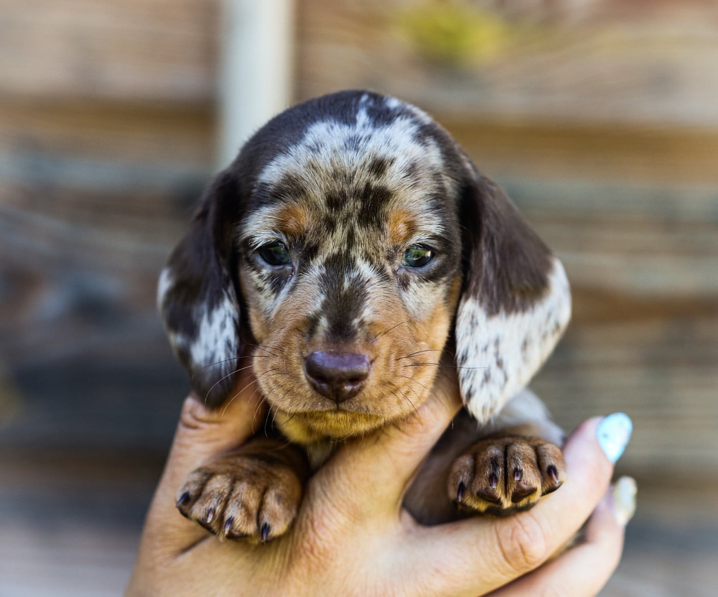 Male bleu - Teckel poil ras