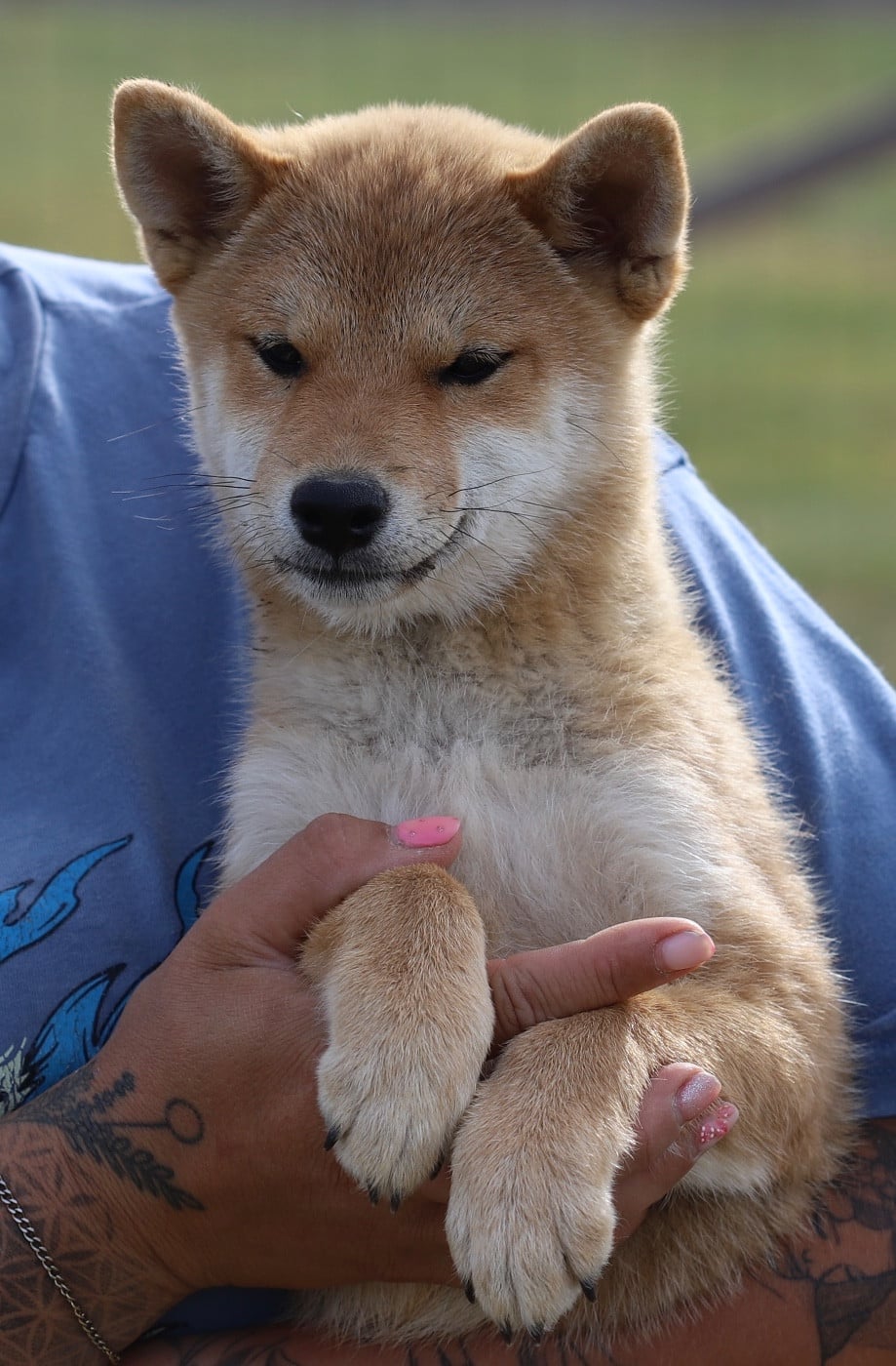 Shiba - Au Domaine D?Osaki