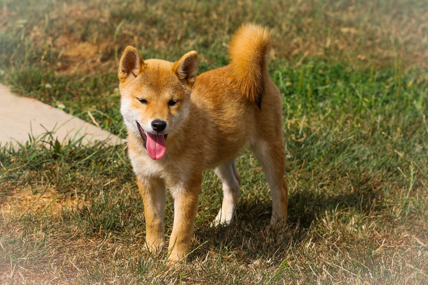 Shiba - Au Domaine D?Osaki
