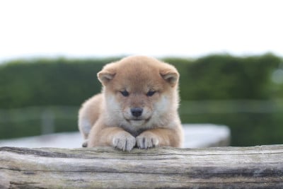 Les chiots de Shiba