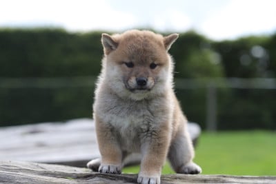 Les chiots de Shiba