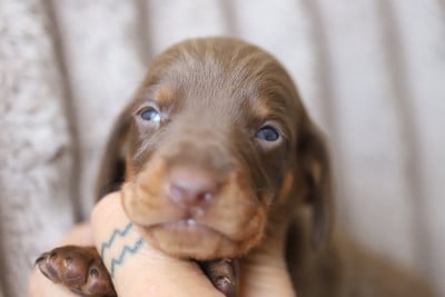 Les chiots de Teckel poil ras