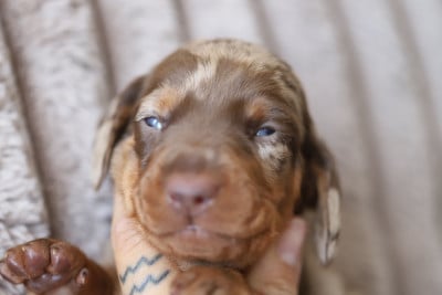 Les chiots de Teckel poil ras