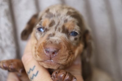 Les chiots de Teckel poil ras