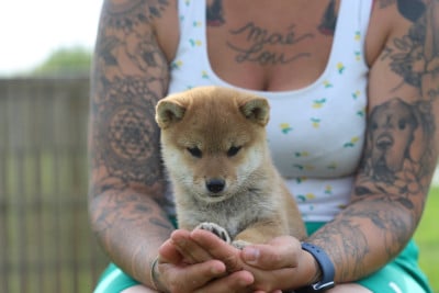 Les chiots de Shiba