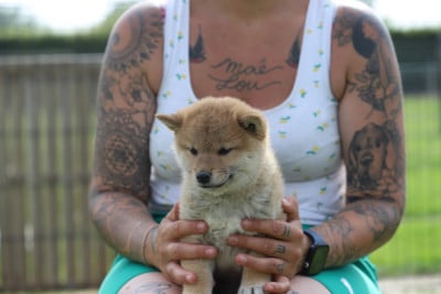 Les chiots de Shiba