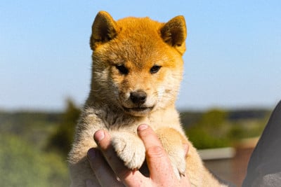 Les chiots de Shiba