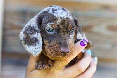Les chiots de Teckel poil ras