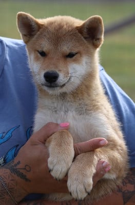 Shiba
