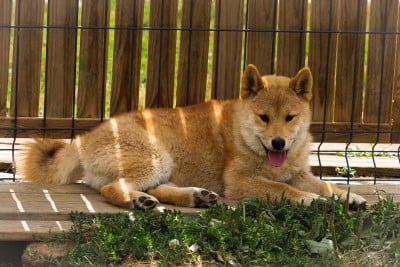 Les chiots de Shiba