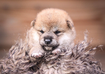 Les chiots de Shiba