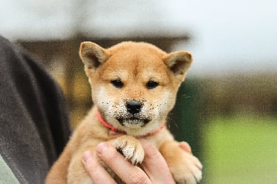 Les chiots de Shiba