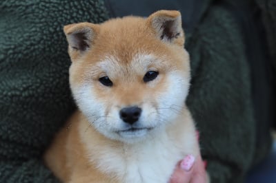 Les chiots de Shiba