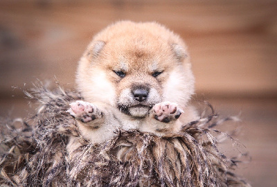 Les chiots de Shiba