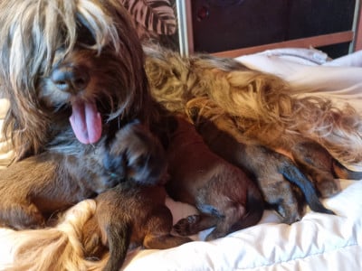 Chiot N°3 - Berger de Brie