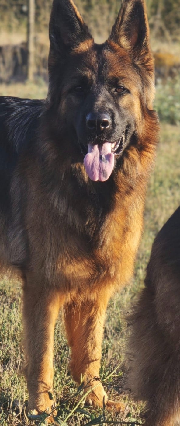 Ushy (dit Utah) du domaine de janasse