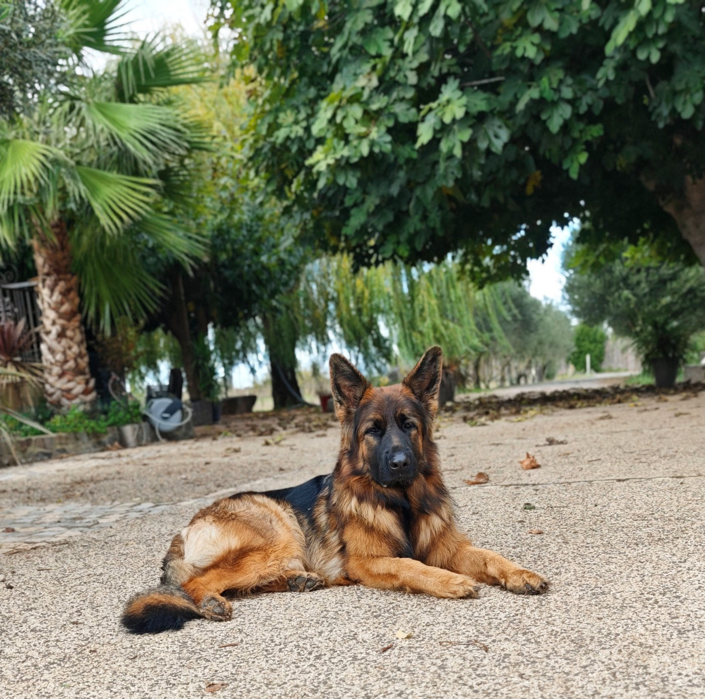 Ushy (dit Utah) du domaine de janasse