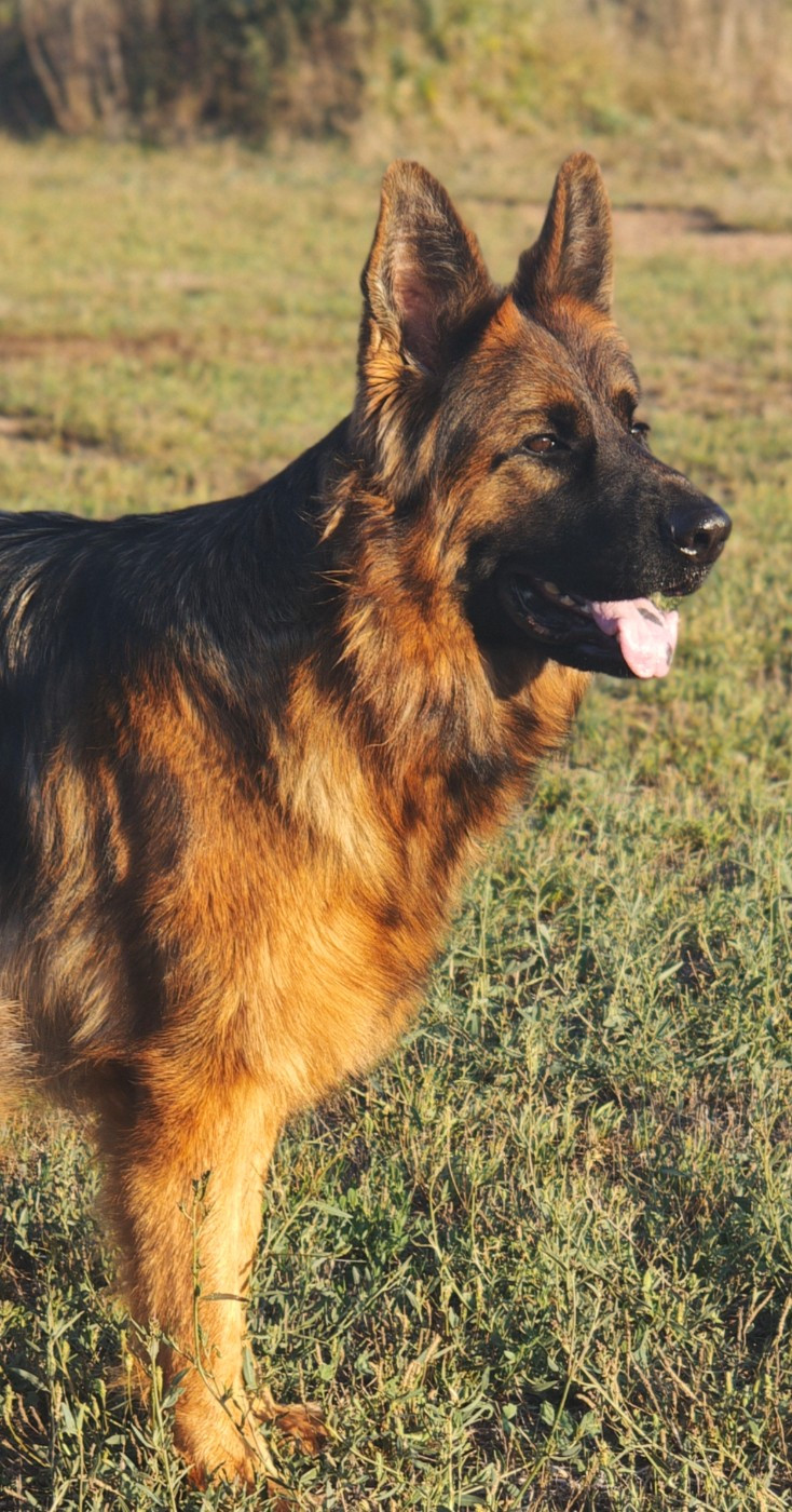 Ushy (dit Utah) du domaine de janasse