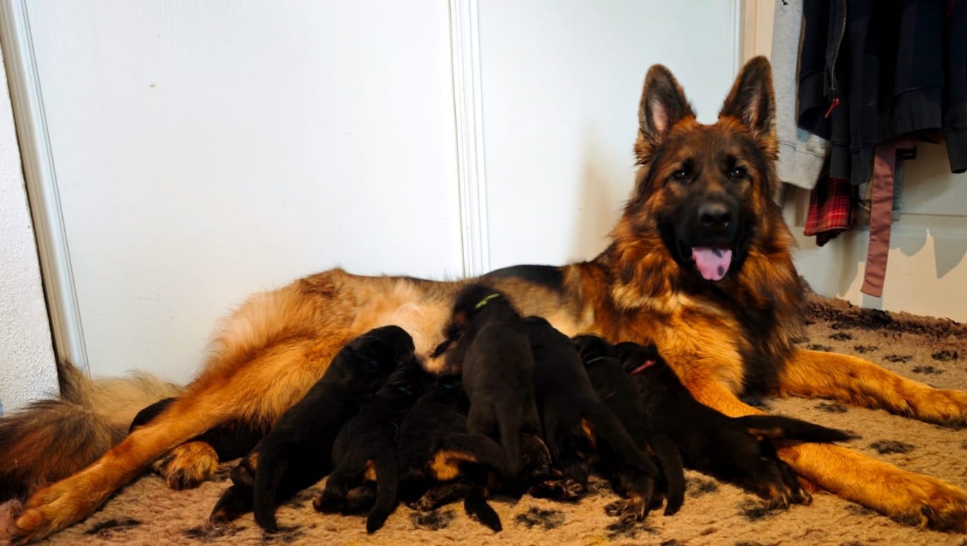 Berger Allemand Poil Long - Du Mûrier De Sicard